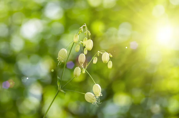 Wald Blume Hintergrund — Stockfoto