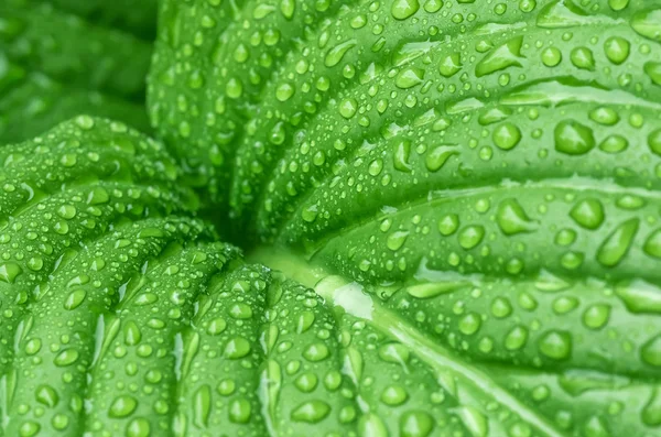 Schönes grünes Blatt — Stockfoto