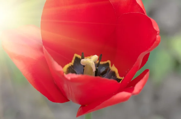 Červený Tulipán zavřít — Stock fotografie
