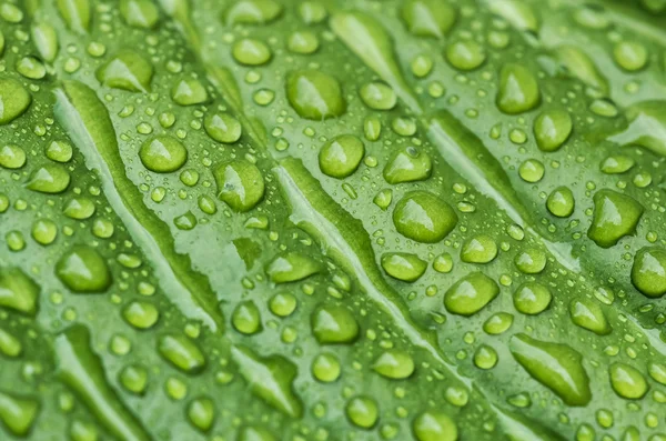 Schönes grünes Blatt — Stockfoto