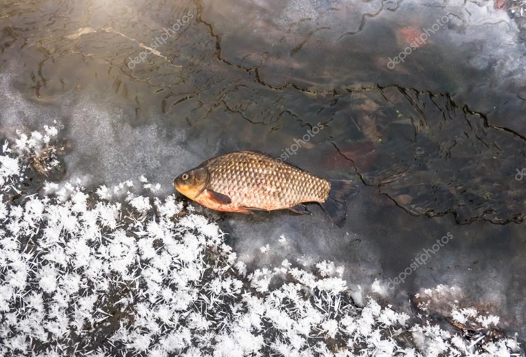 Sibirya roach veya balık Sibirya roach veya balık