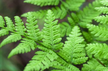 eğreltiotu yaprağı yakın plan