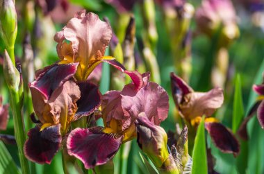 çiçekler iris arka plan