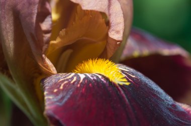 Iris makro arka plan