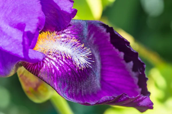 Makro Iris Ungu — Stok Foto