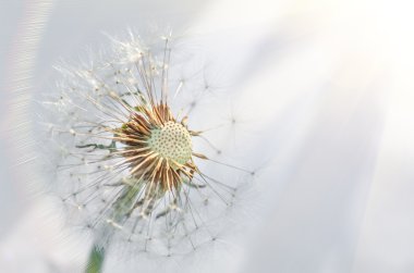 Dandelion doğal zemin üzerine closeup