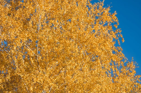 Żółte liście na brzozy — Zdjęcie stockowe