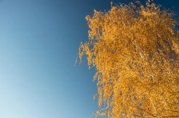 Żółte liście na brzozy — Zdjęcie stockowe