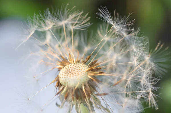 Gros plan de pissenlit sur fond naturel — Photo