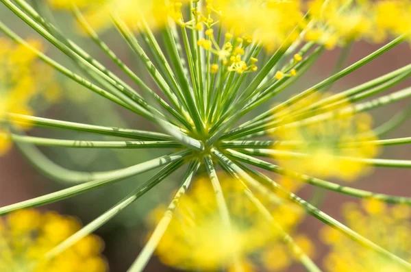 Dill close, agricultural background — Stock Photo, Image