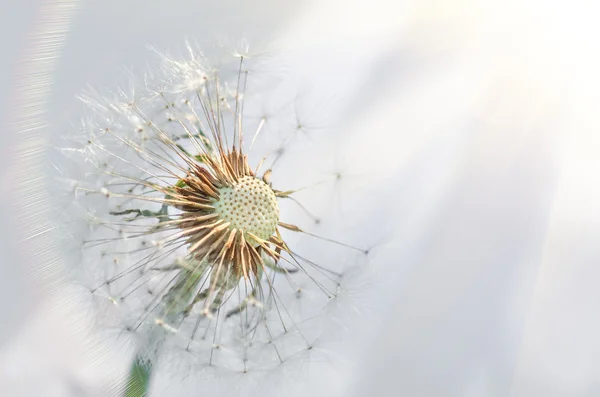 Gros plan de pissenlit sur fond naturel — Photo