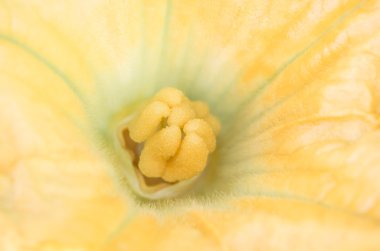 çiçek açan çiçekler kabak yakın