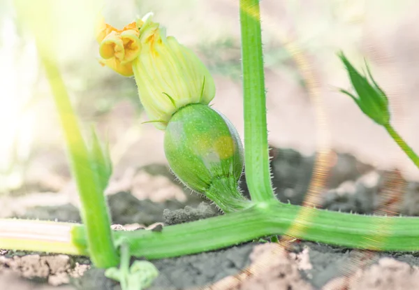 Blooming fetus pumpkin — Stock Photo, Image