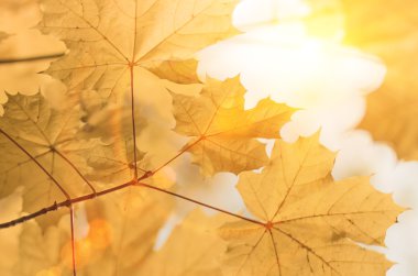 Sarı akçaağaç sonbahar yaprakları