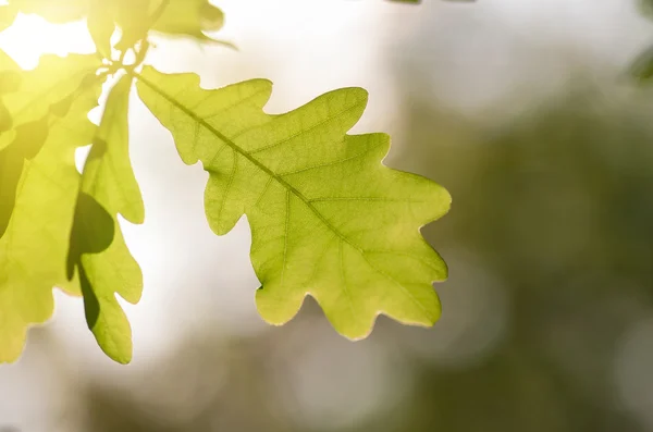 Grüne Eichenblätter — Stockfoto