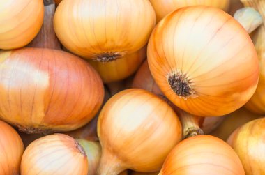 taze soğan yakın çekim