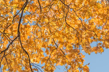 Meşe dalı ve sonbaharda portakal meşe yaprakları