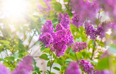 Bahar leylağı, mor çiçekler, soyut yumuşak çiçek arkaplanı.