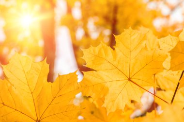 Sarı akçaağaç ağaç dallarında sonbaharda bırakır.