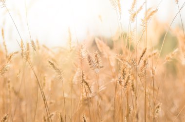 Sonbahar arka plan alanında sarı kuru ot