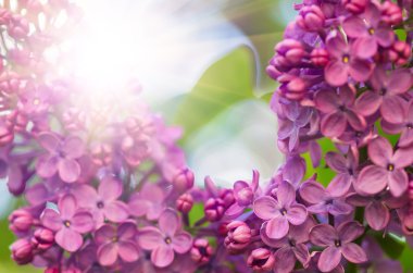 Bahar leylağı, mor çiçekler, soyut yumuşak çiçek arkaplanı.