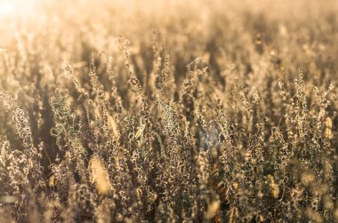 gün doğumu sırasında sonbaharda kuru çim, doğal arka plan