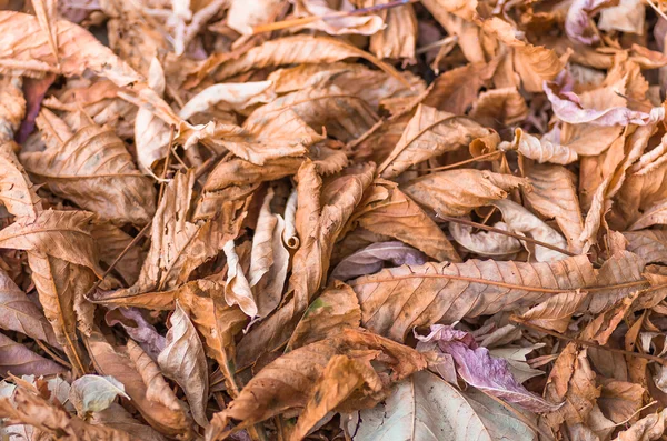 Hintergrund Des Trockenen Gefallenen Herbstes Mehrfarbige Blätter — Stockfoto