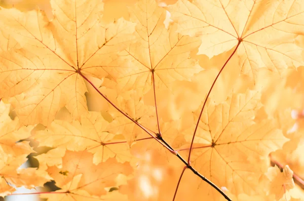 Ahorngelbe Blätter Den Ästen Der Bäume Herbst — Stockfoto