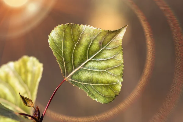 Grüne Pappelblätter Mit Weißen Adern Nahaufnahme Vor Dem Hintergrund Sonniger — Stockfoto