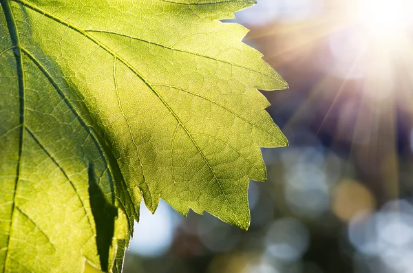 Junge Traubenblätter Nahaufnahme Makro Natürlicher Hintergrund — Stockfoto