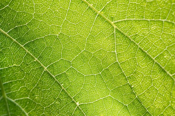 Jovem Folha Uva Close Macro Fundo Natural — Fotografia de Stock