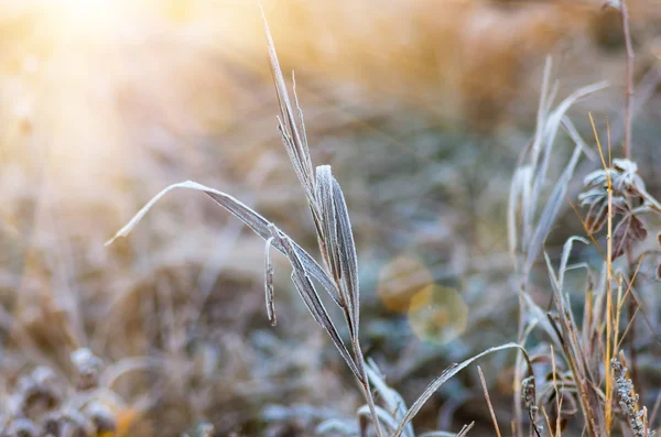 Frost Auf Herbsttrockenem Gras Frühen Morgen Auf Einer Waldlichtung — Stockfoto