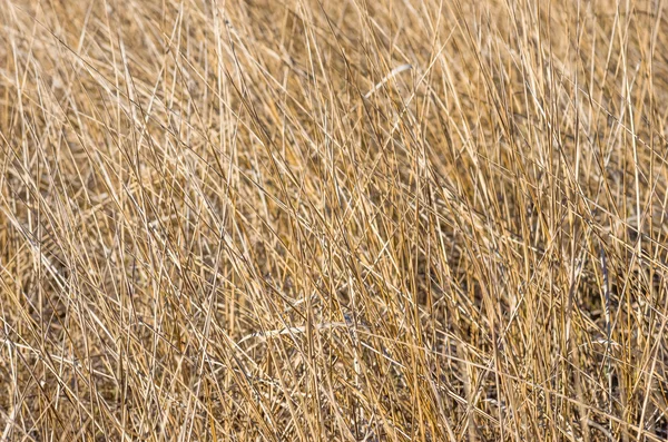 黄乾草在秋天背景中的字段 — 图库照片