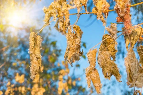 Hojas Secas Del Otoño Congeladas Las Ramas Temprano Otoño Frío — Foto de Stock