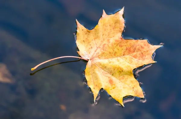 Осенний Клен Желтый Опавший Лист Плавает Темной Воде — стоковое фото