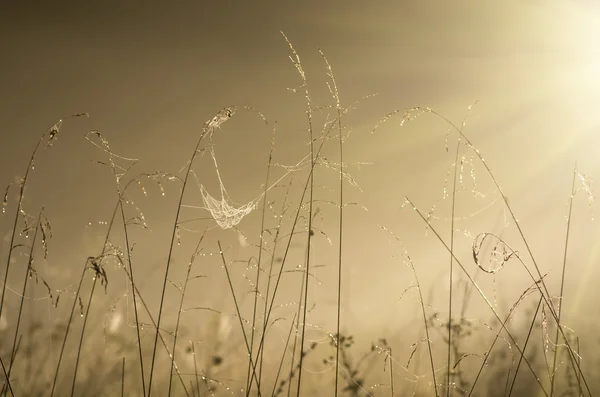 Hierba alta mañana de otoño al amanecer y niebla — Foto de Stock