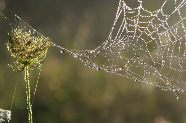 Pavučiny v trávě podzimní ráno — Stock fotografie