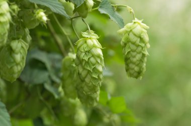 Hop koniler dalda büyüyen