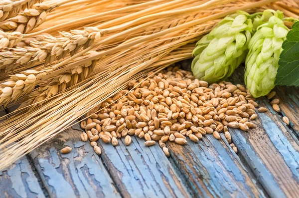 Conos de lúpulo, cebada de grano, espigas , —  Fotos de Stock