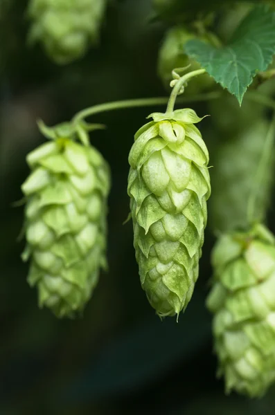 Growing on a branch of hop cones — Stock Photo, Image