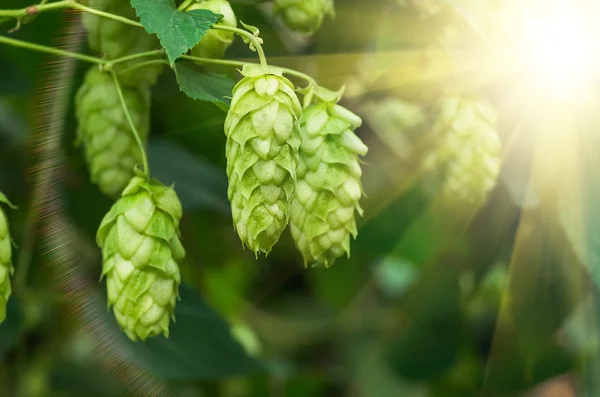 Growing on a branch of hop cones — Stock Photo, Image