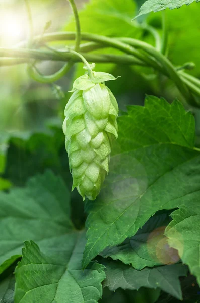 Growing on a branch of hop cones — Stock Photo, Image