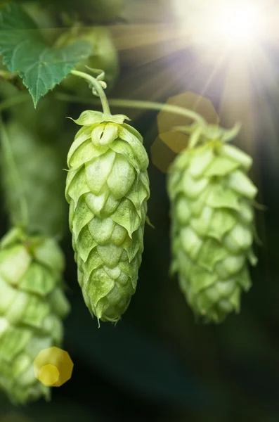 Growing on a branch of hop cones — Stock Photo, Image