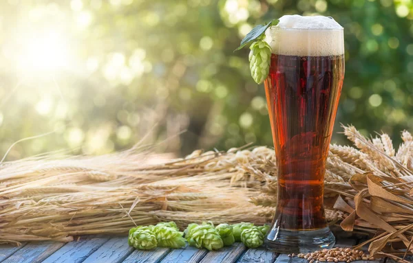 Beer, kvass malt hops — Stock Photo, Image