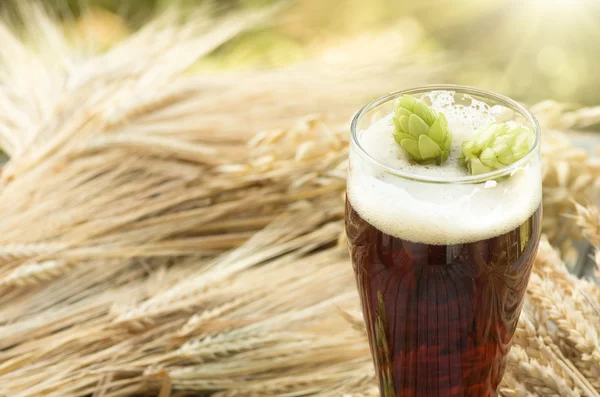 Beer, kvass malt hops — Stock Photo, Image