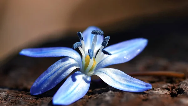 Синий весенний цветок Сцилла, крупный план. Естественный фон — стоковое фото