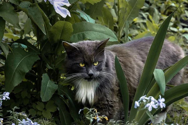 Eine wilde, graue, flauschige Katze bahnt sich ihren Weg durch das Dickicht des Waldes. Bärtige Katze. Tier in freier Wildbahn Stockbild