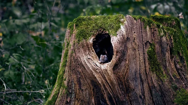 Duży stary pniak pokryty mchem z dziurą, z której wygląda szara mysz. Naturalne tło lasu. — Zdjęcie stockowe