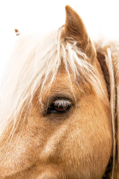 Portrait of a brown horse with white mane, closeup . Horse eye with white eyelashes. Horses head — Stock Photo, Image