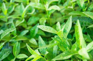 Yeşil çay yaprakları olgunlaşmış bir çalılıkta